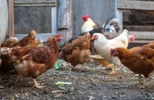 Eingewöhnung neuer Hühner im Hühnerstall