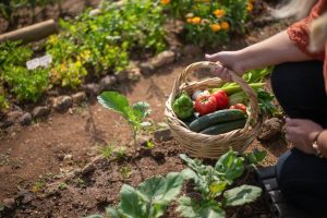 Bio-Gemüse selbst anbauen - so gelingt es Ihnen