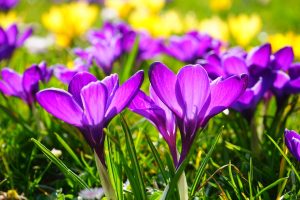 Saisonale Gartentipps für den Frühling