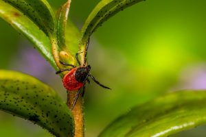 Zeckenschutz im garten