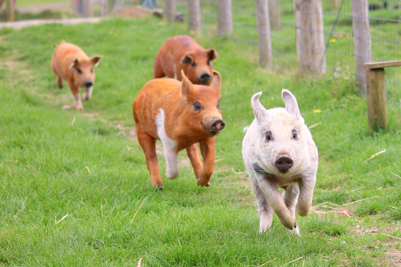 Artgerechte Beschäftigung für Ihre Schweine