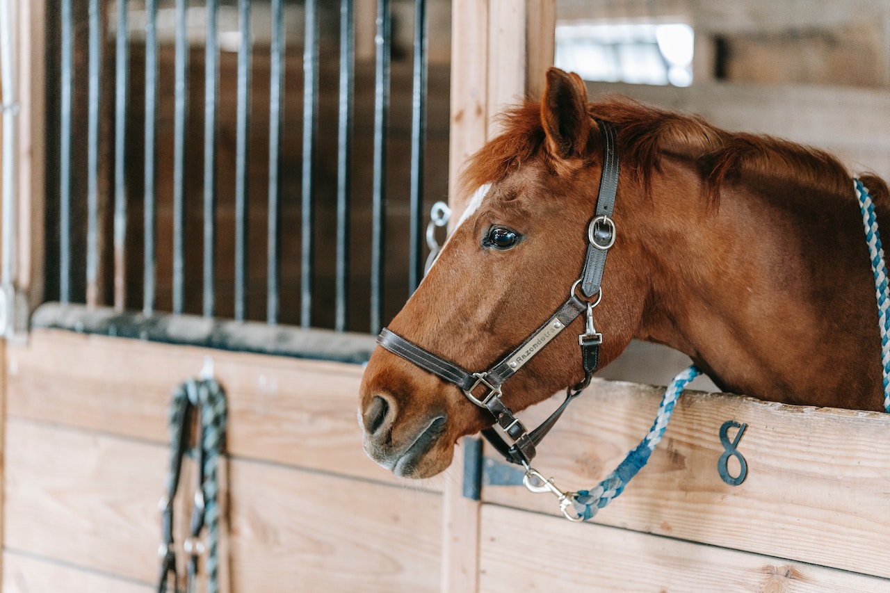 Stallklima im Pferdestall