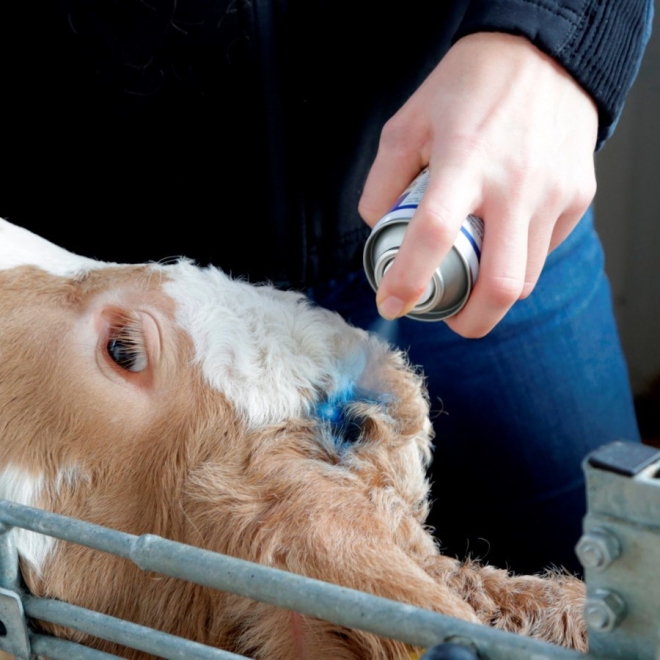 Blue Spray 200ml, Blauspray, blaufärbendes Haut- und Klauenpflegespray für Tiere