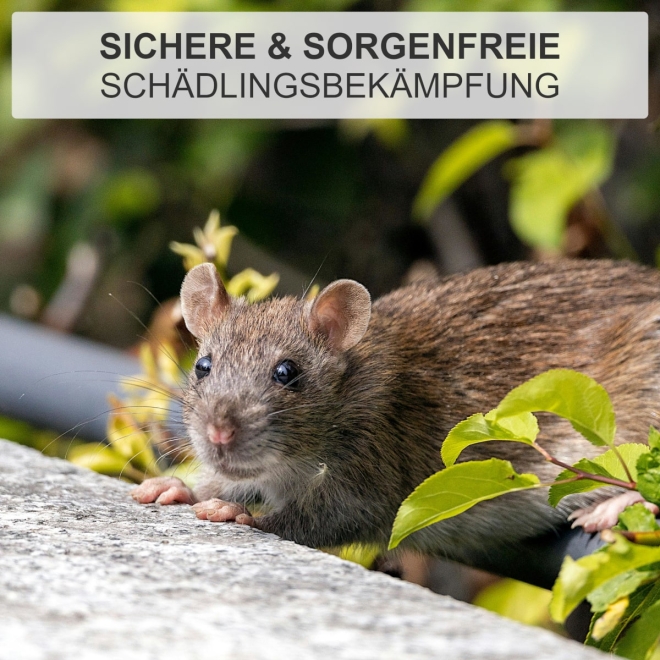 Rattenfalle aus Holz - klassische Schlagfalle - Schnappfalle zur Rattenbekämpfung