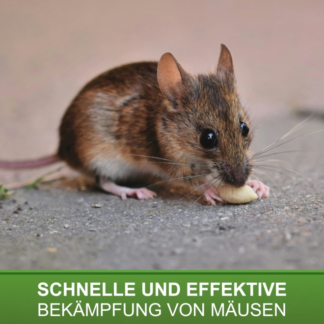 Drahtkasten Mausefalle Alive - 1 Eingang - Drahtkäfig Lebendfalle für Mäuse